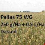 PALLAS™ și FLORAMIX ™ pentru controlul buruienilor graminee și cu frunză lată din cultura de grâu